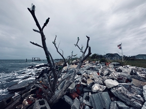 ghost forest