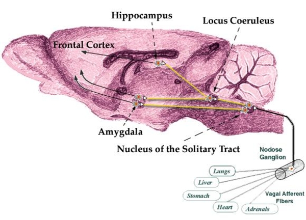 Rat Brain - The Williams' Behavioral Neuroscience Laboratory