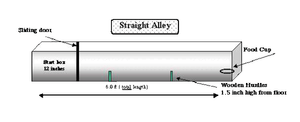 Straight Alley Behavioral Task
