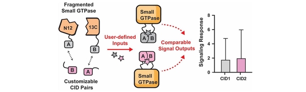 Split GTPase reassembly