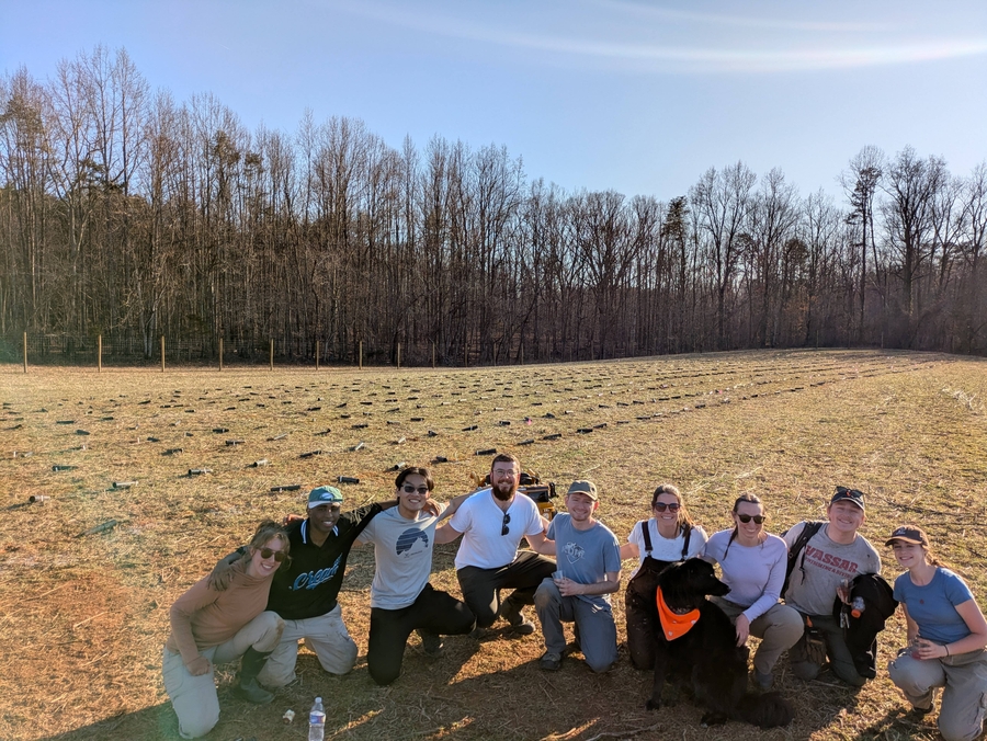 planted red oaks & friends